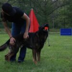 Top dog trainer working with a German Shepherd